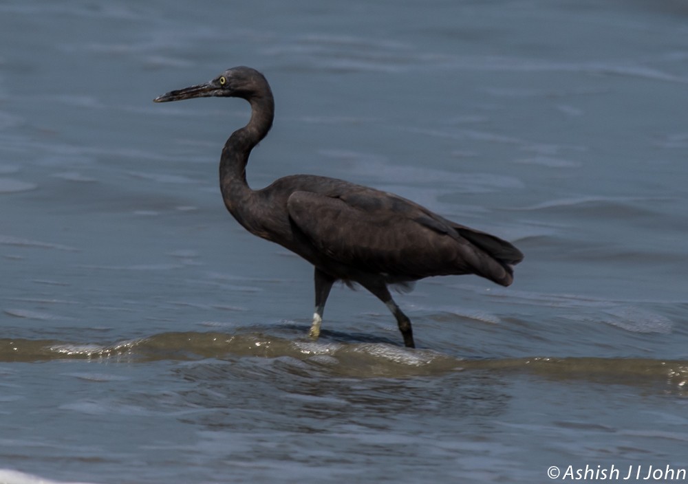 Pacific Reef-Heron - ML189576751