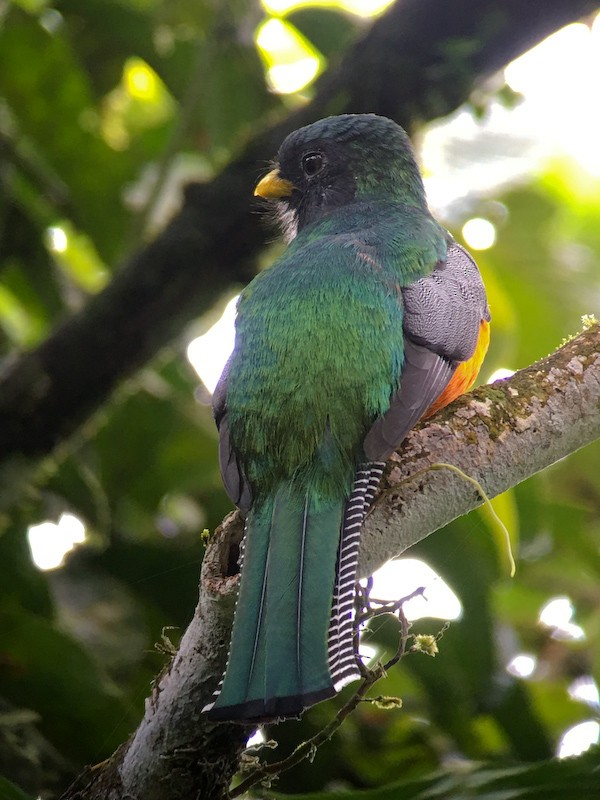 new world trogon sp. - Connie Toops