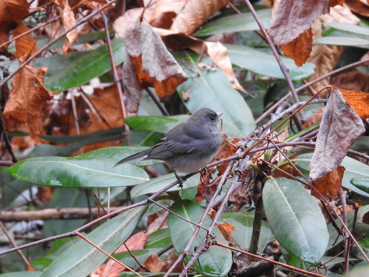 Dark-eyed Junco - ML189578851