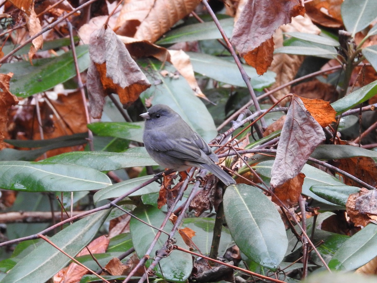 Dark-eyed Junco - ML189578861