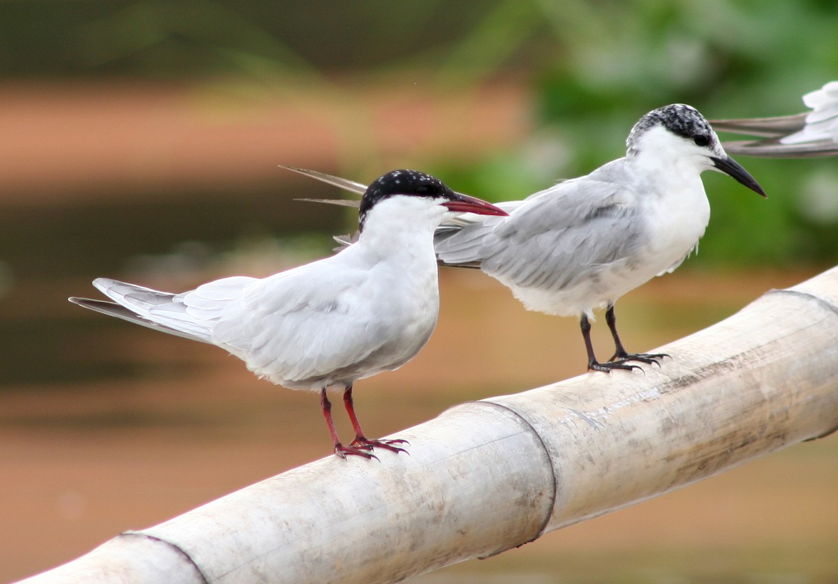 Whiskered Tern - Christian Goenner