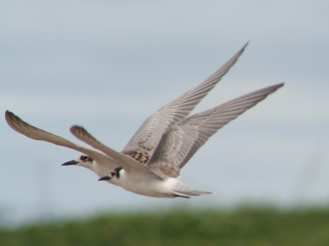 White-winged Tern - Christian Goenner