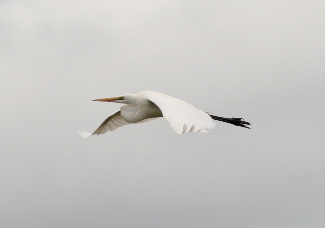 Great Egret - Christian Goenner