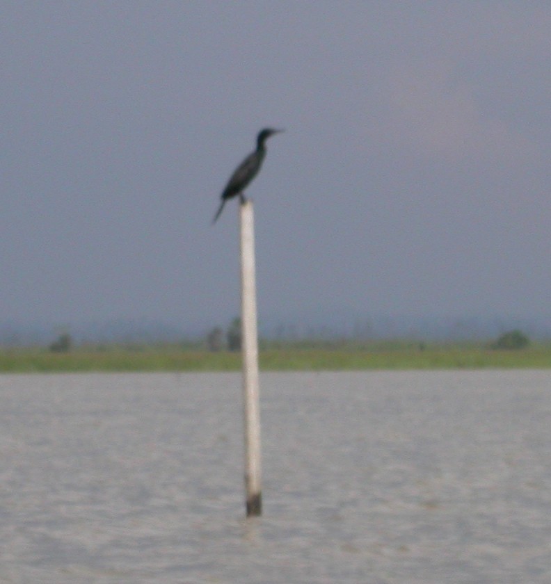 Cormorán Totinegro - ML189581441