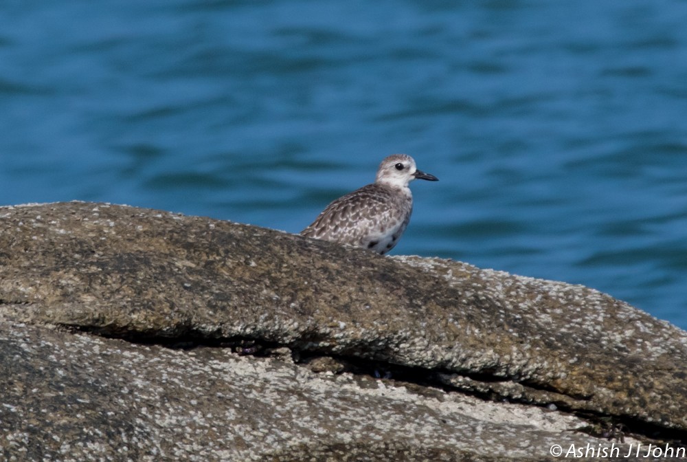 Black-bellied Plover - ML189581471