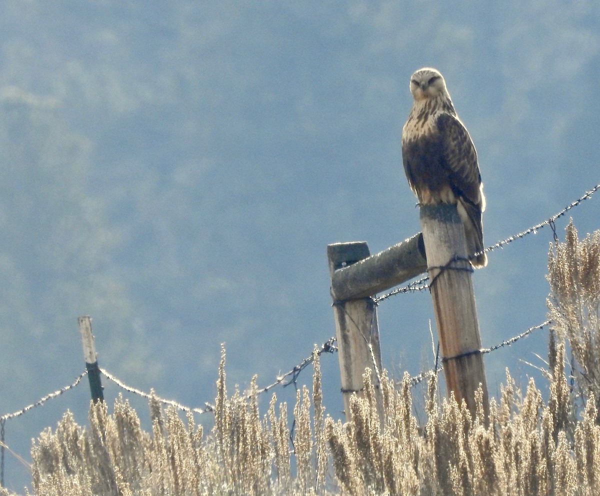 Rough-legged Hawk - ML189583721