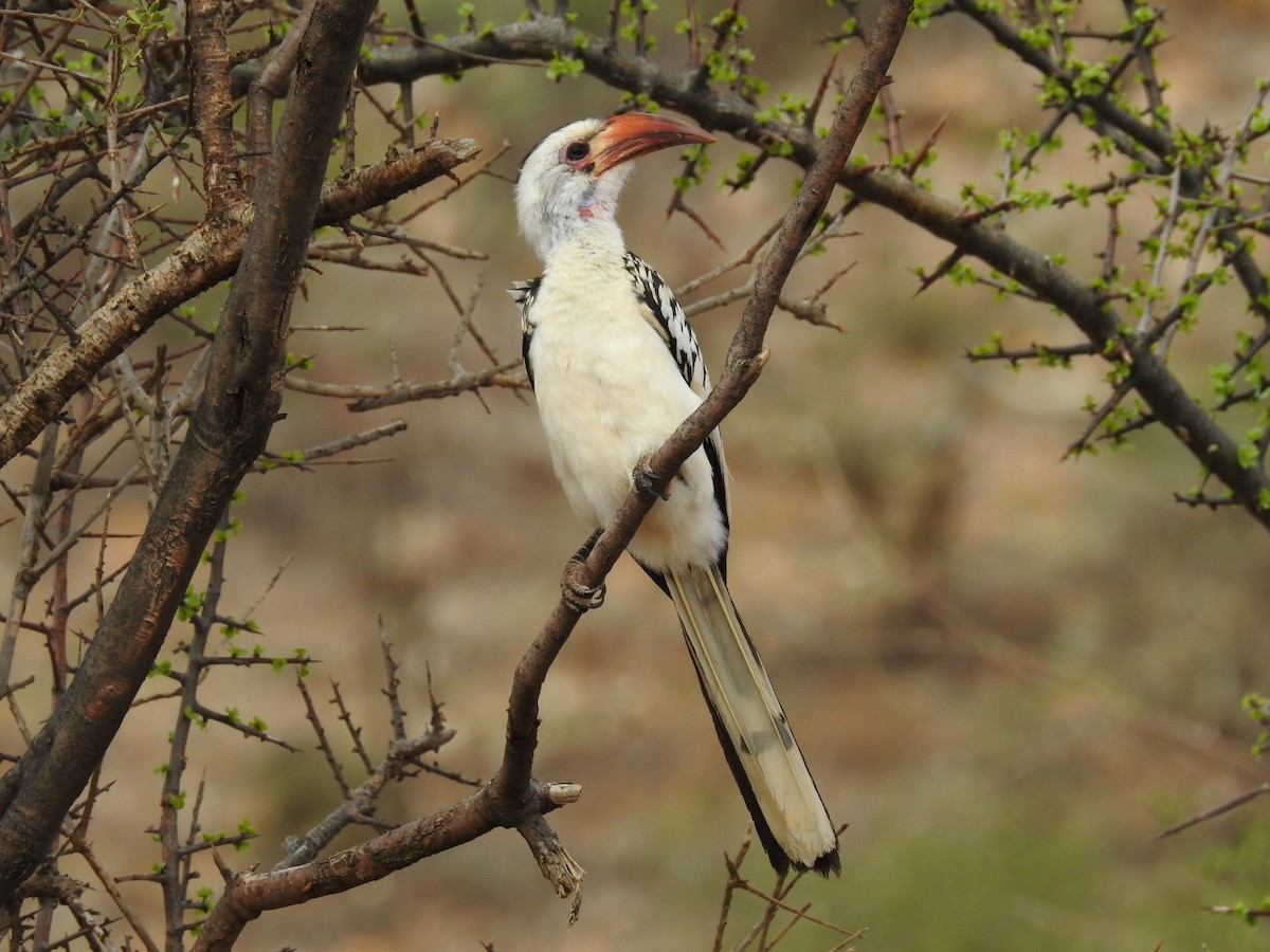 Northern Red-billed Hornbill - Mark Stacy