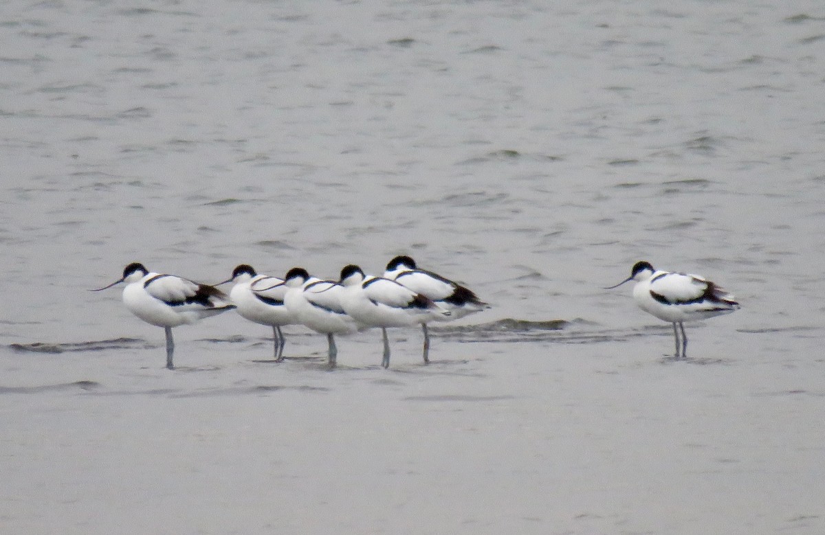 Avoceta Común - ML189584381