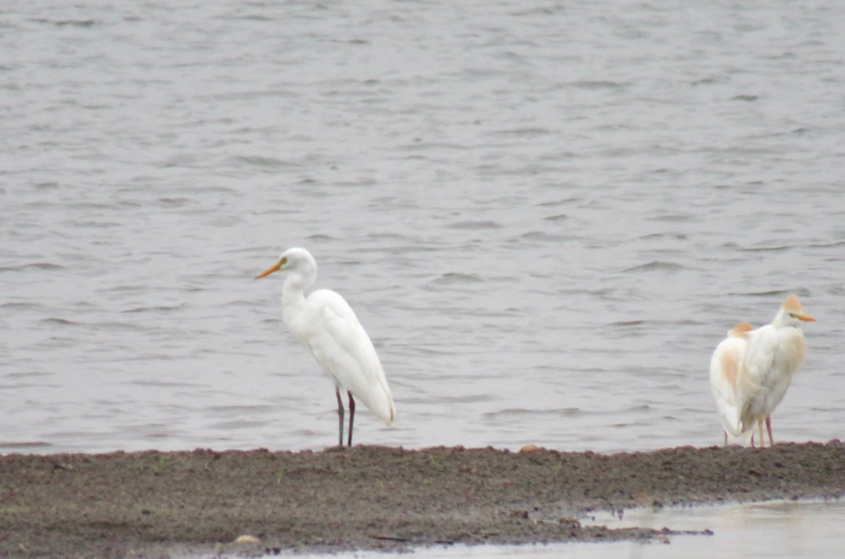 Yellow-billed Egret - ML189584481