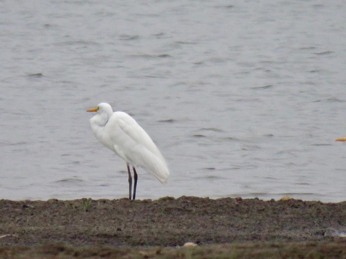 Yellow-billed Egret - ML189584541