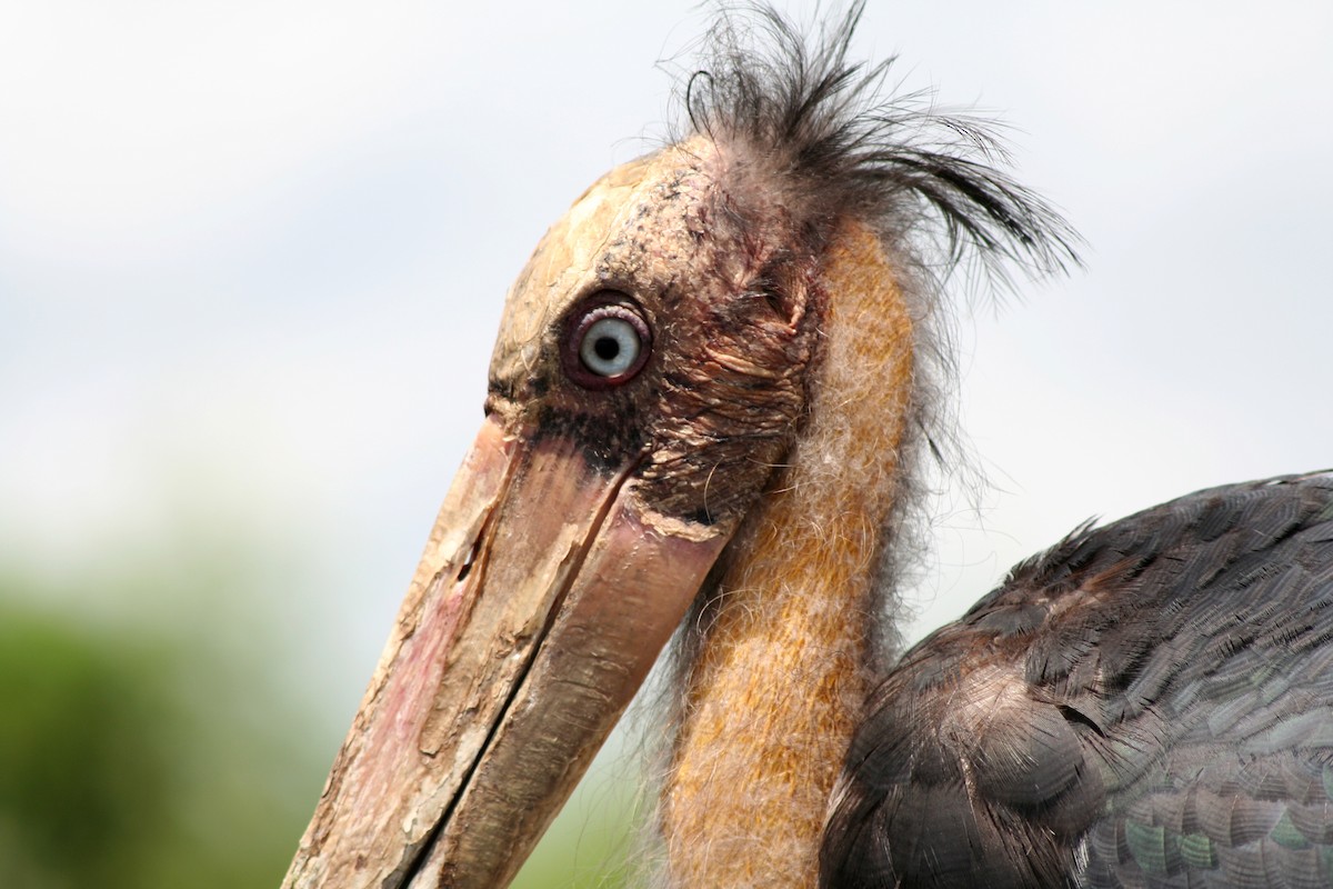 Lesser Adjutant - Christian Goenner