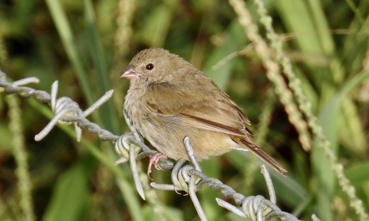 Black-faced Grassquit - grete pasch