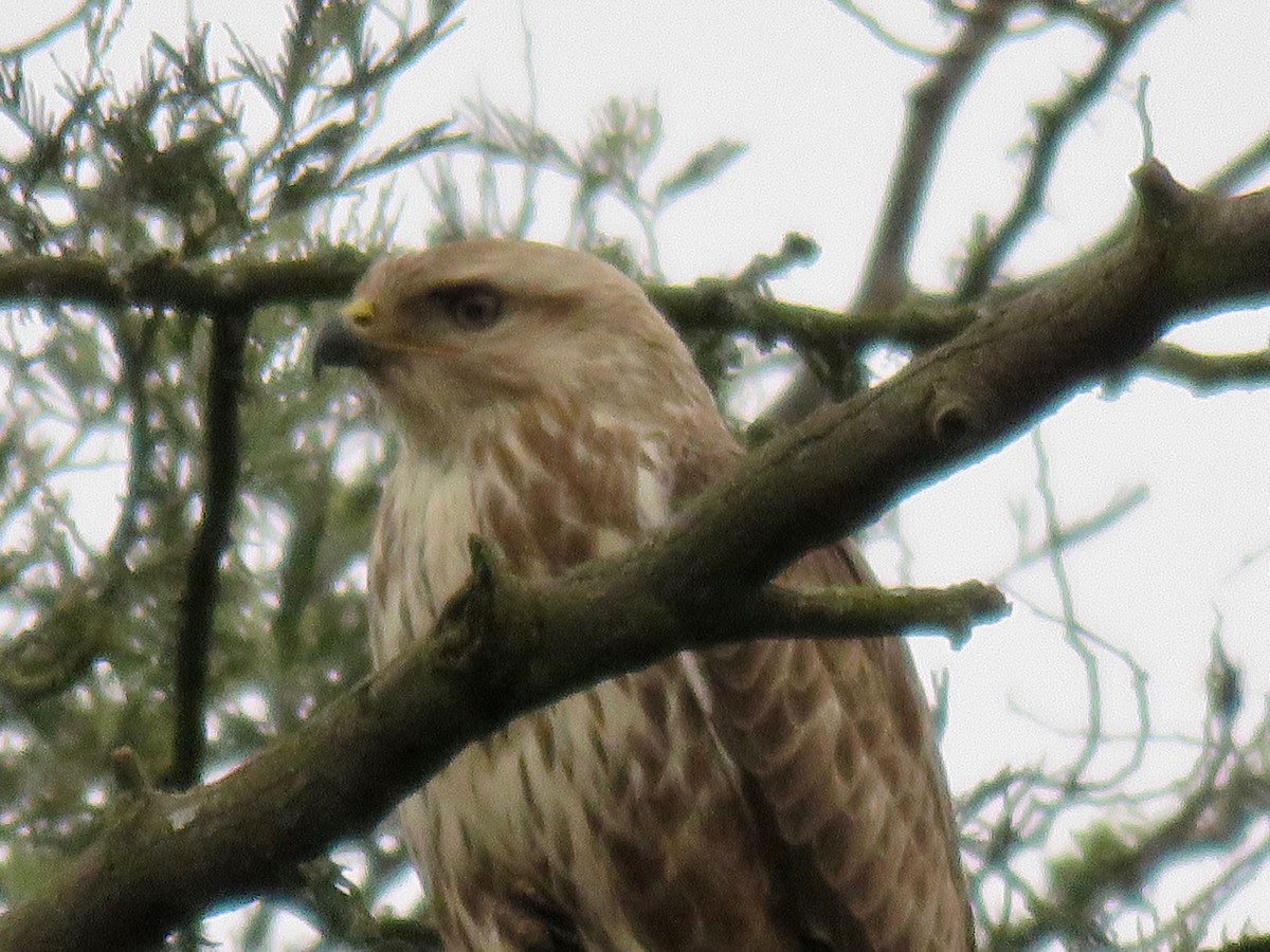 Forest Buzzard - ML189585581