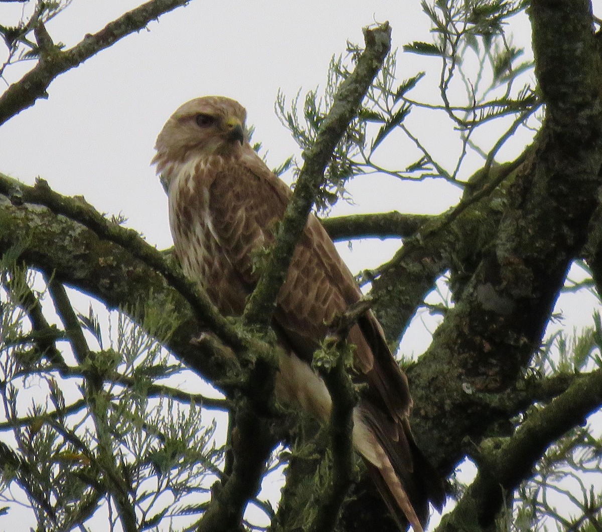 Forest Buzzard - ML189585601