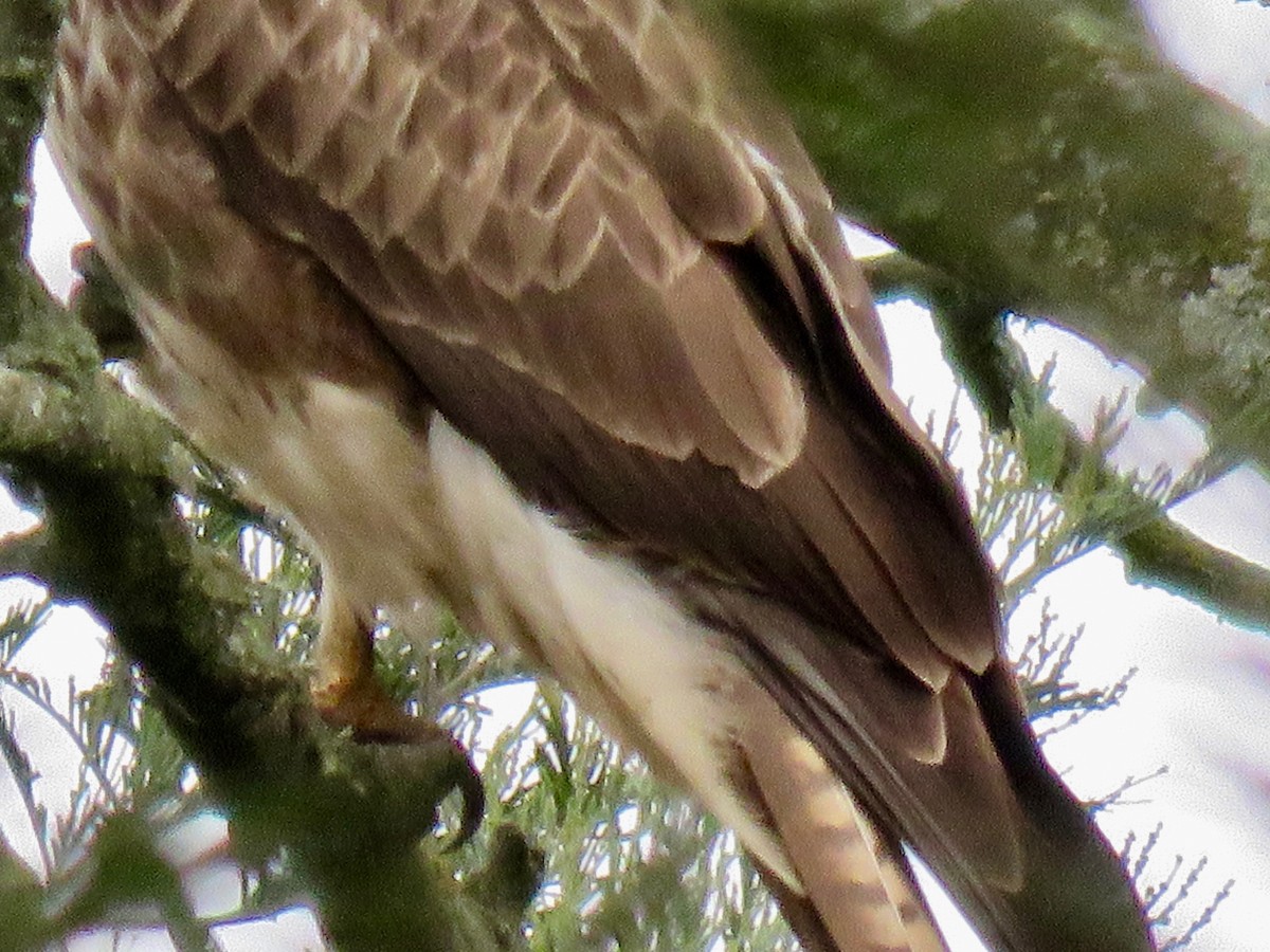 Forest Buzzard - ML189585611