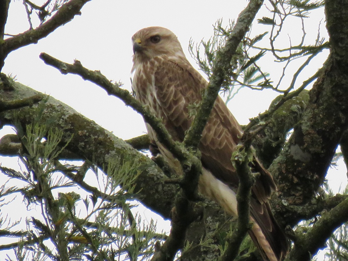 Forest Buzzard - ML189585631