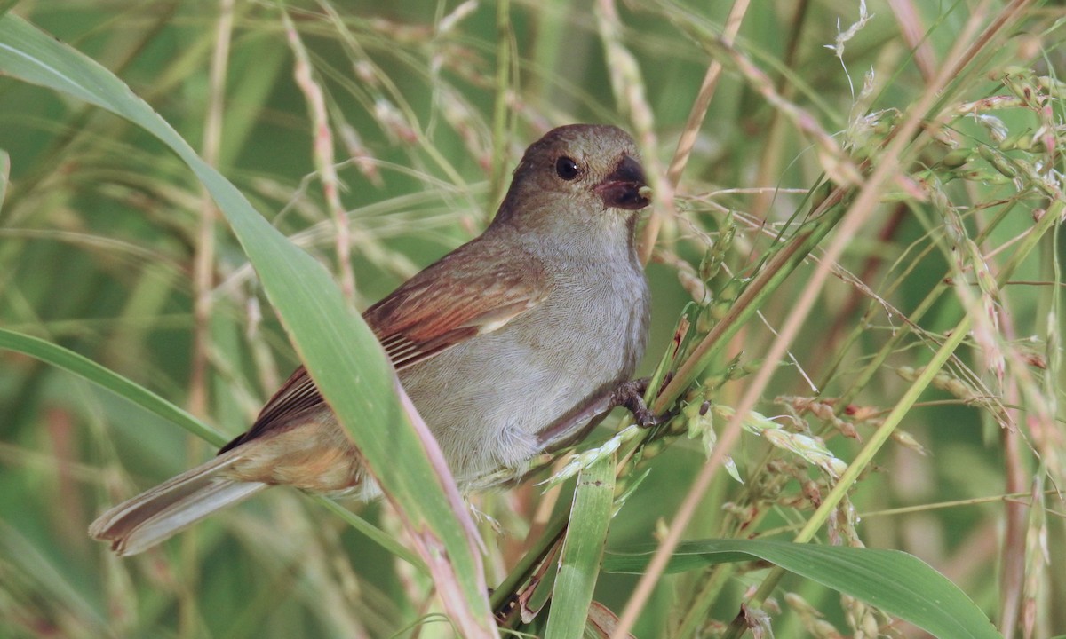 Barbados Bullfinch - ML189586041