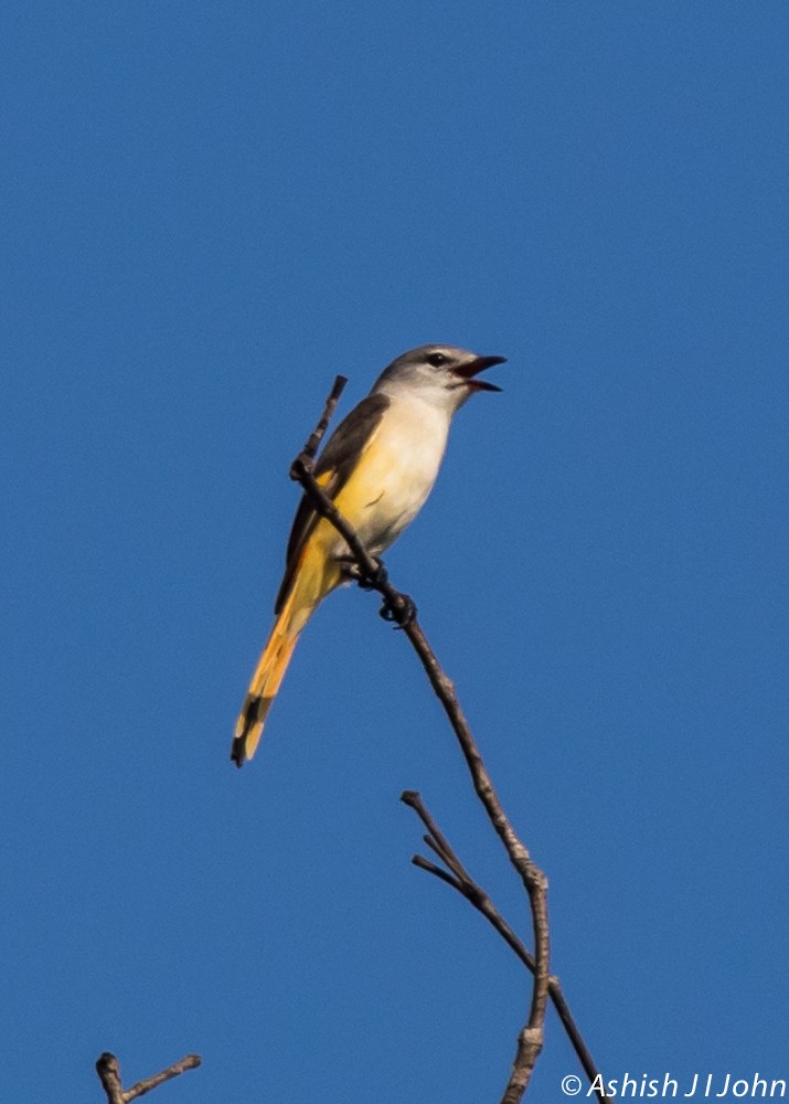 Küçük Minivet - ML189586131