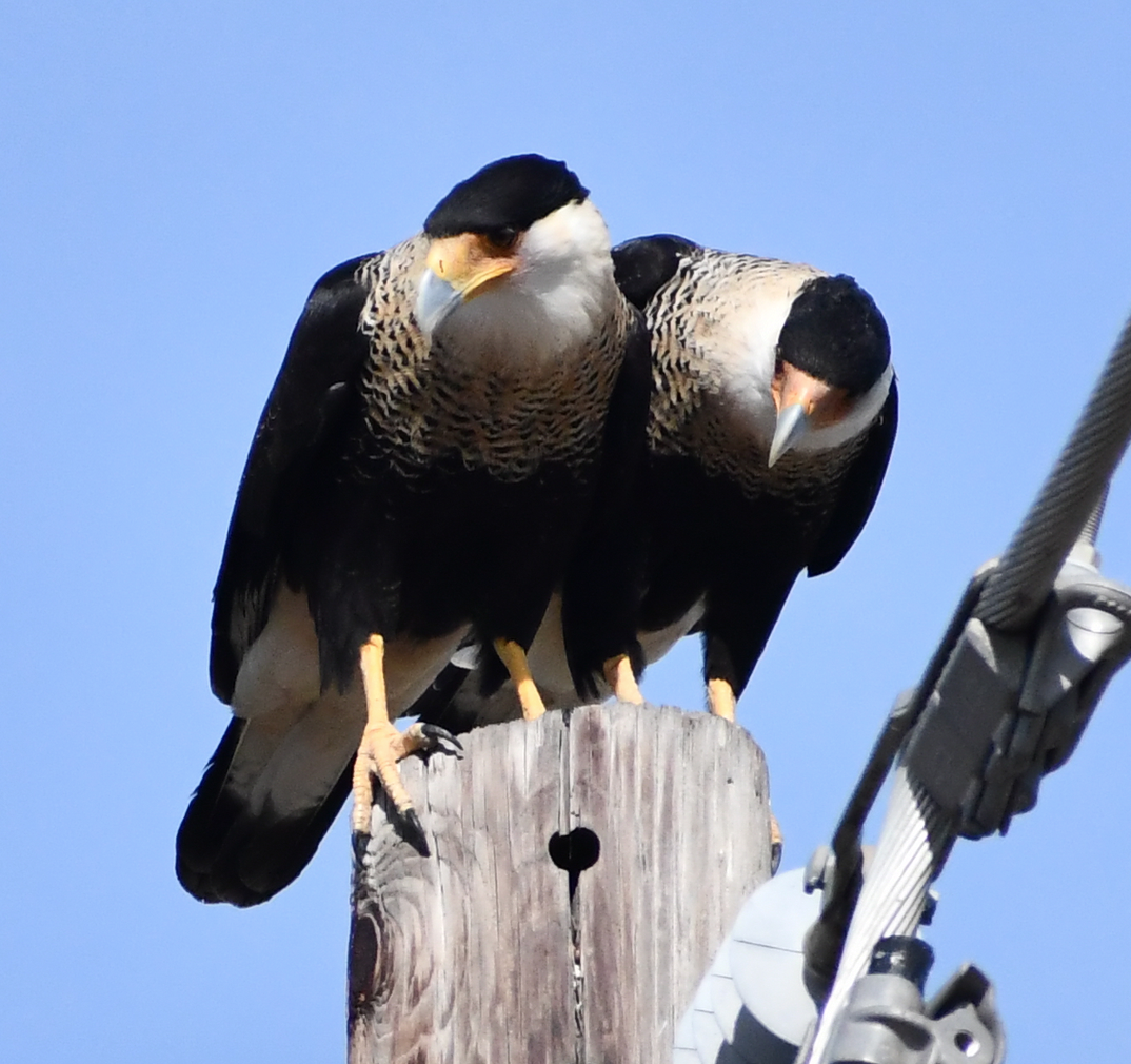 Crested Caracara (Northern) - ML189586211