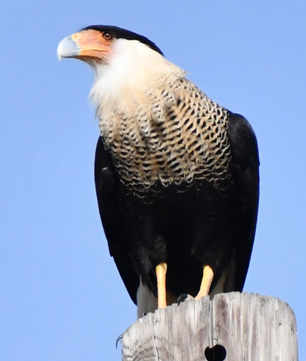 Crested Caracara (Northern) - ML189586231