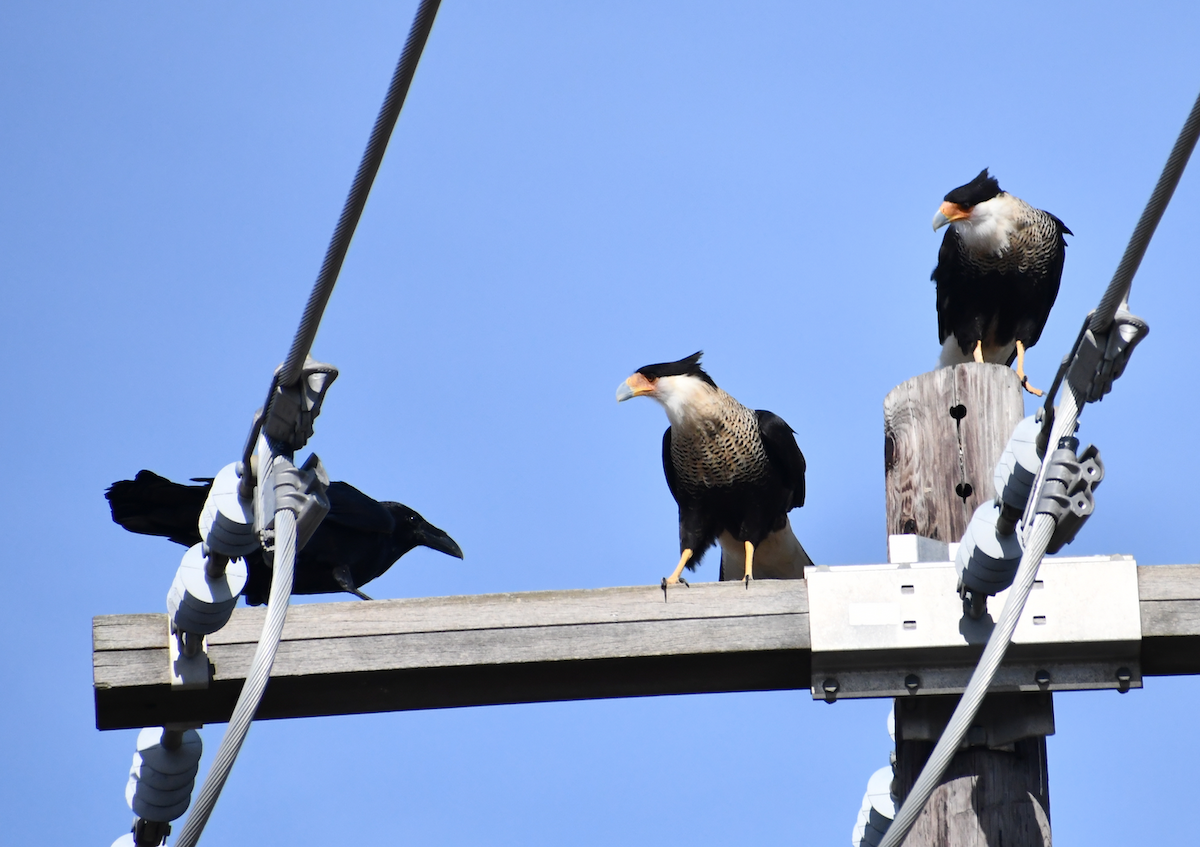 Crested Caracara (Northern) - ML189586241