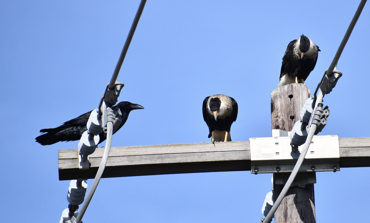Crested Caracara (Northern) - ML189586251