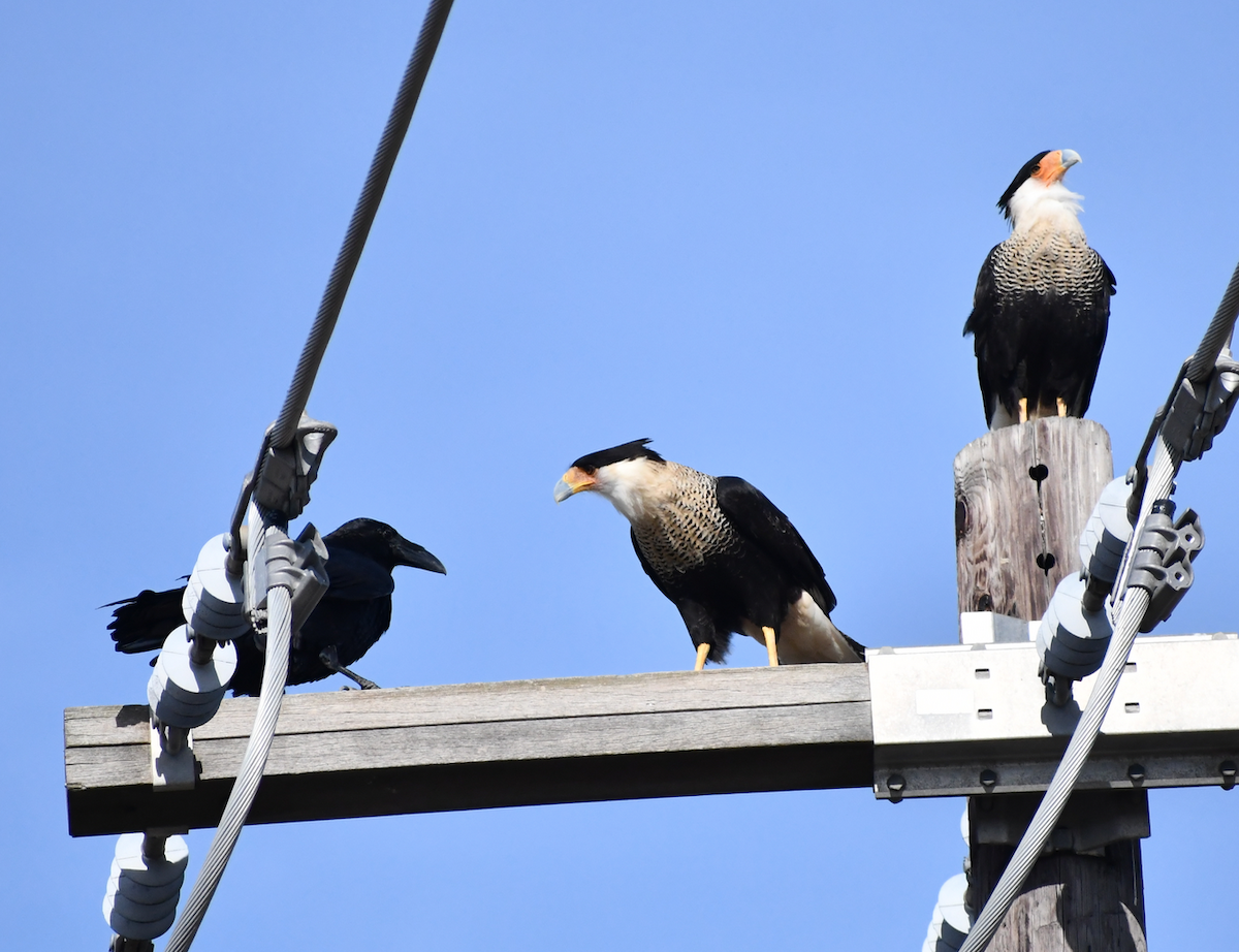 Crested Caracara (Northern) - ML189586281