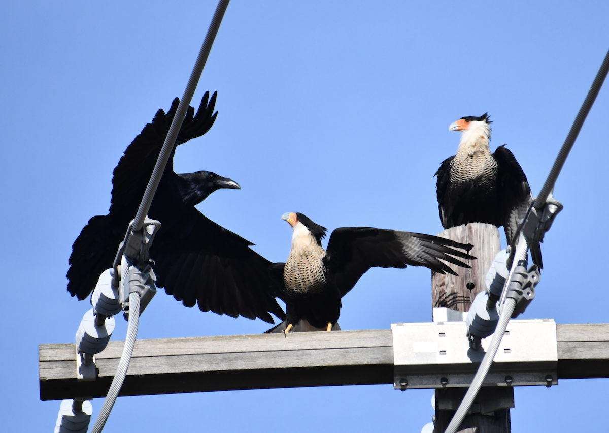 Crested Caracara (Northern) - ML189586301