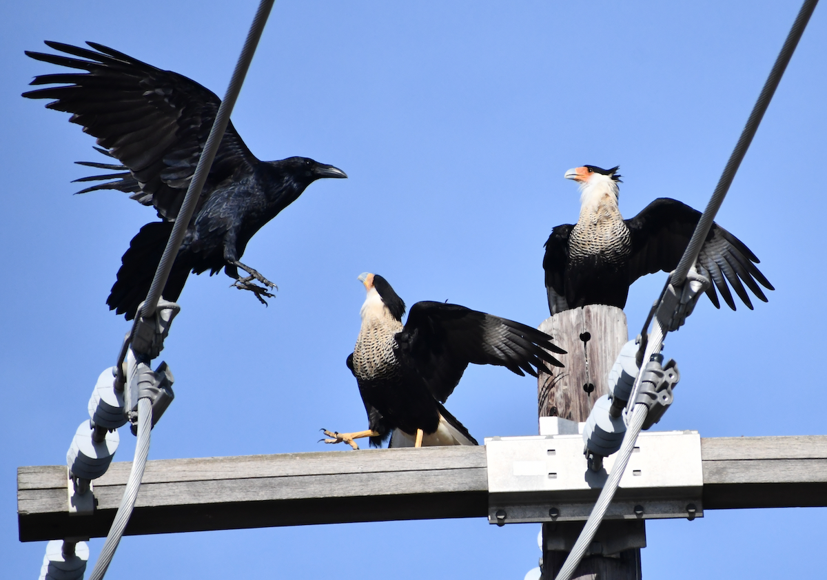 Crested Caracara (Northern) - ML189586331