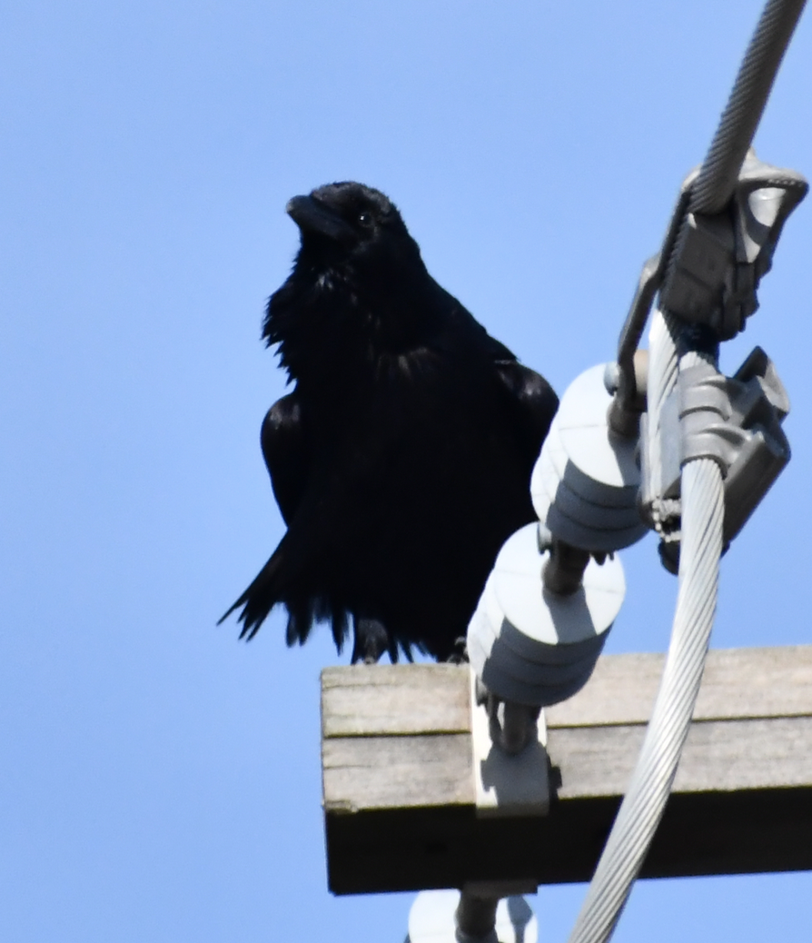 Common Raven - ML189586471