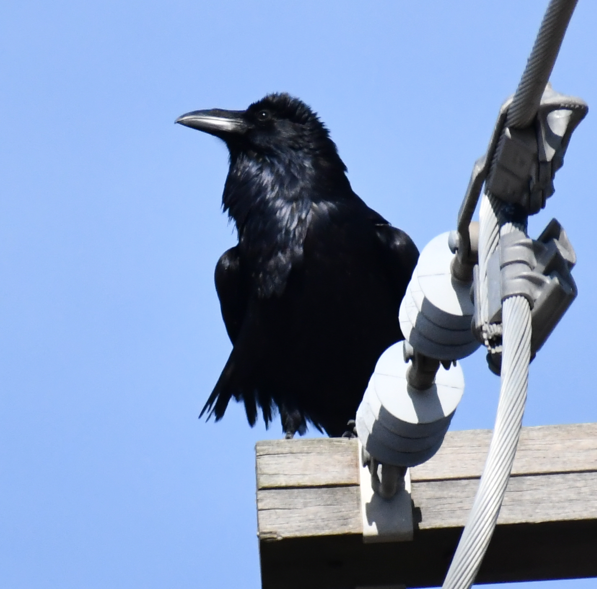 Common Raven - ML189586481