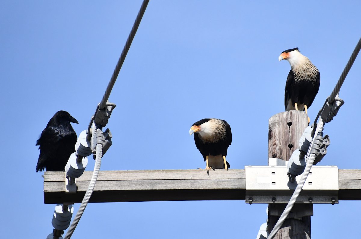 Common Raven - ML189586581
