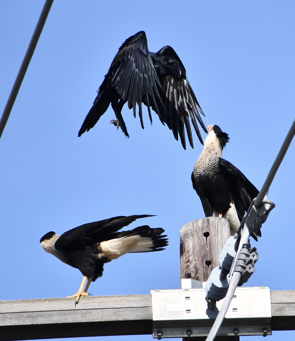 Common Raven - ML189586611