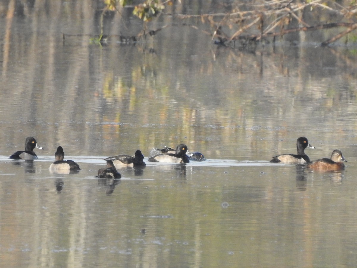 Ring-necked Duck - Patrick McMahon