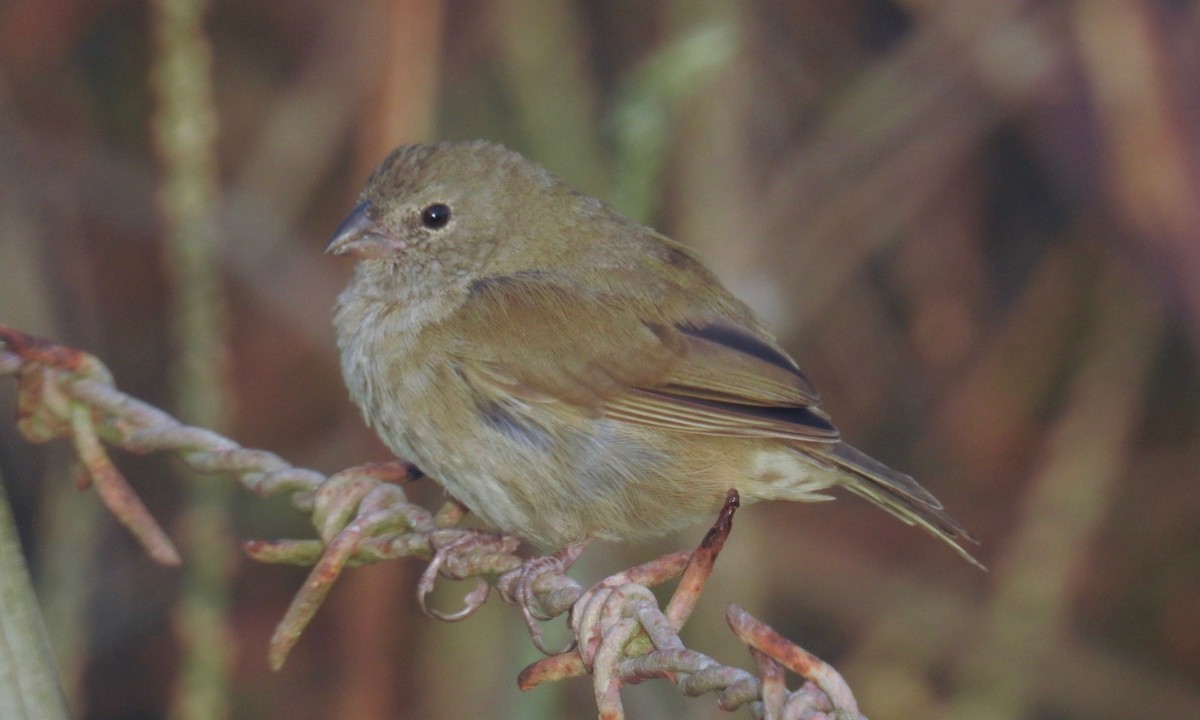 Black-faced Grassquit - ML189587661