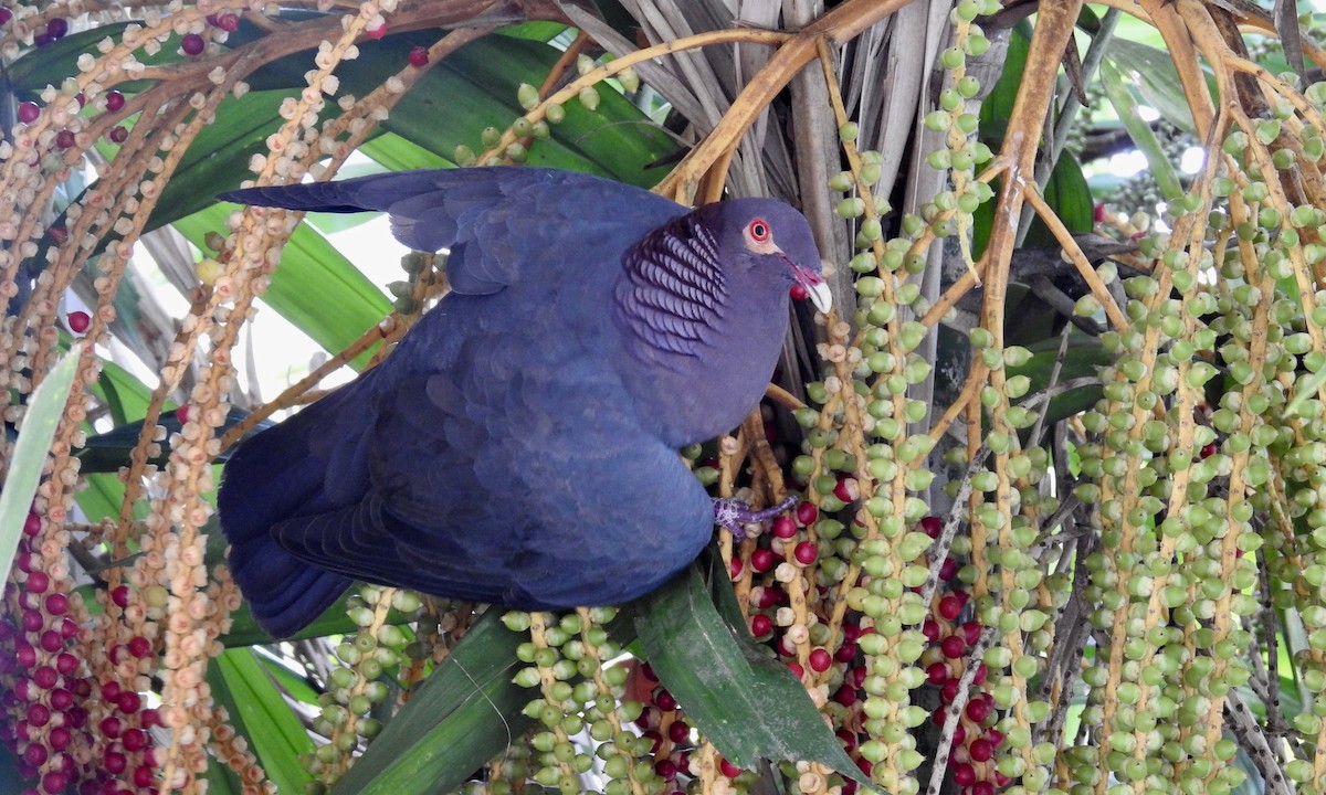 Pigeon à cou rouge - ML189588711