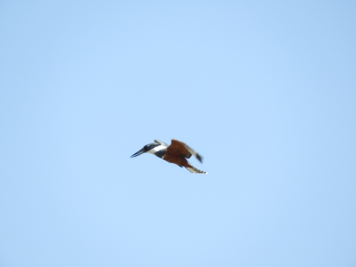 Ringed Kingfisher - Ana Verónica Arburúas