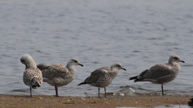 Goéland à bec cerclé - ML189590831