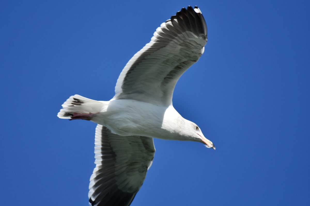Western Gull - ML189590911
