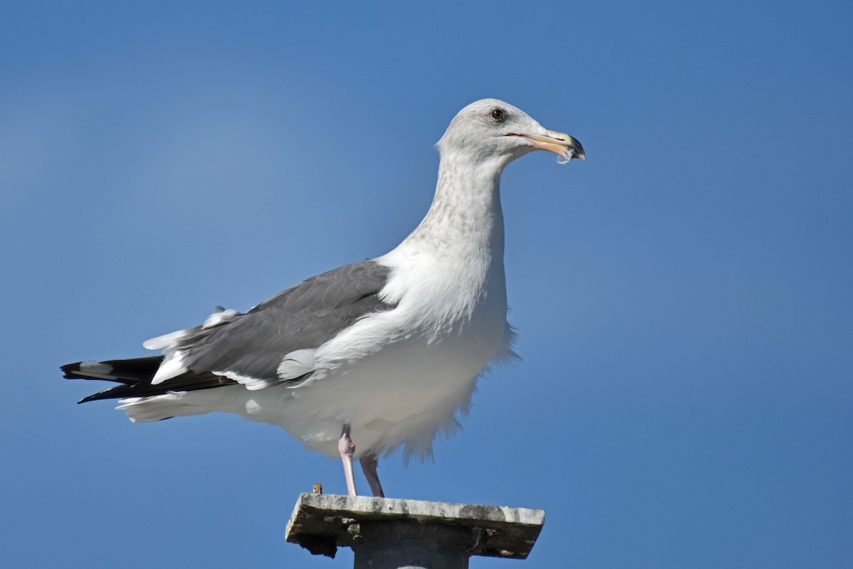 Western Gull - Adam Wood