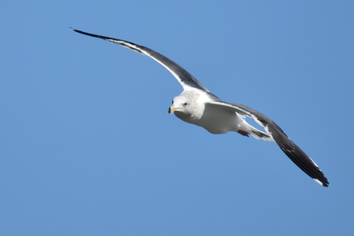 Western Gull - ML189590971