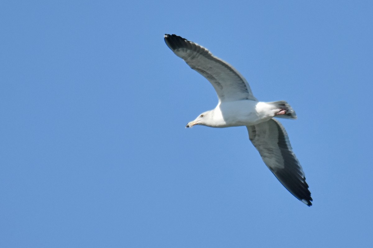 Western Gull - ML189591021