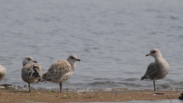 Ring-billed Gull - ML189591641