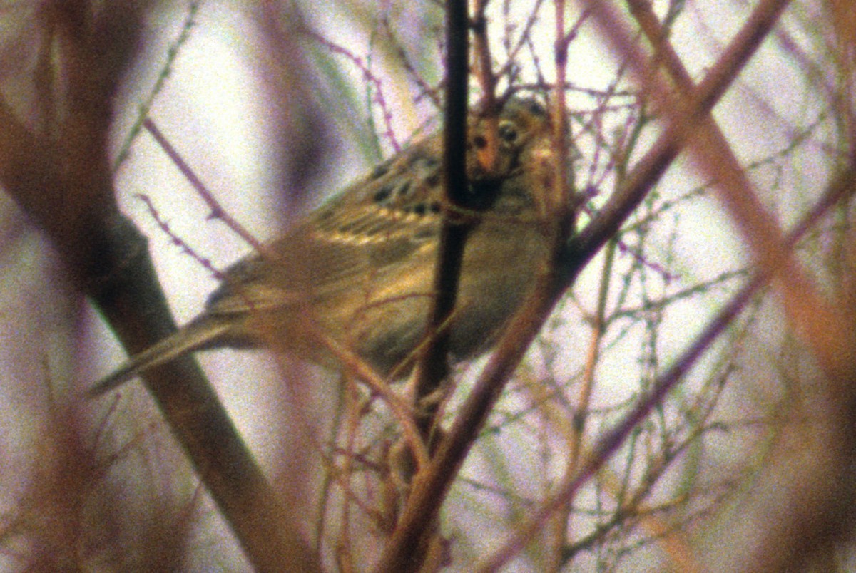 Grasshopper Sparrow - ML189591961