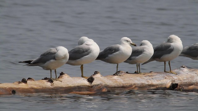 Ring-billed Gull - ML189593551