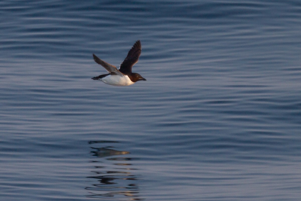 Thick-billed Murre - ML189597531