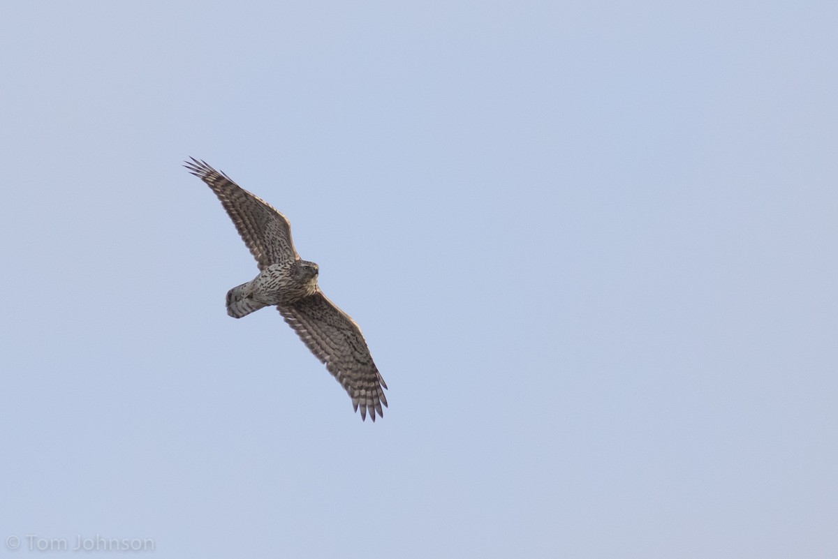 American Goshawk - ML189598481