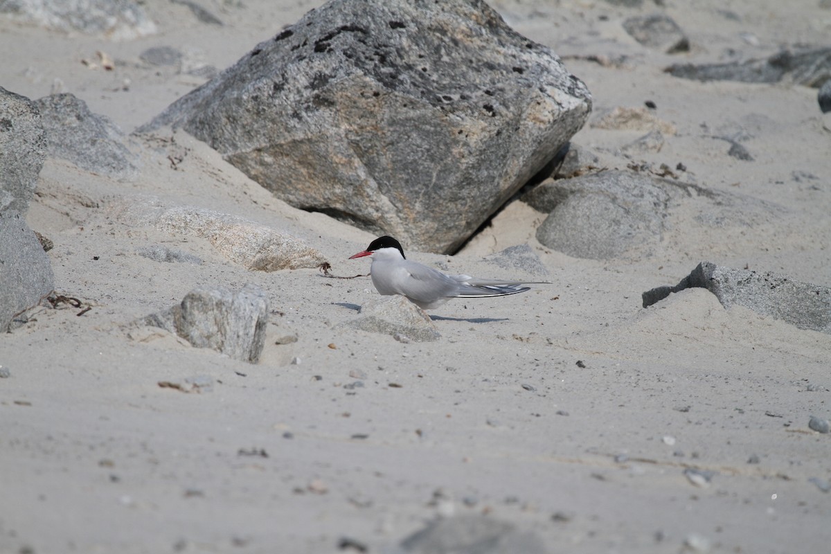Arctic Tern - ML189598641