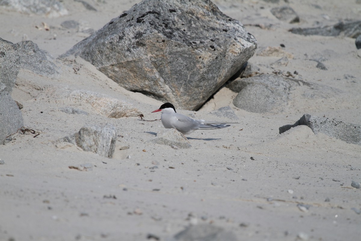 Arctic Tern - ML189598641