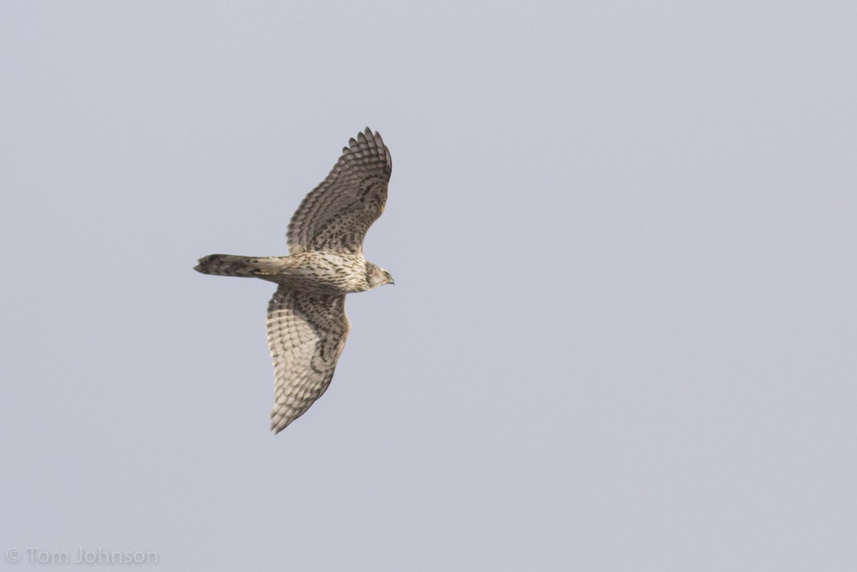 American Goshawk - ML189598731